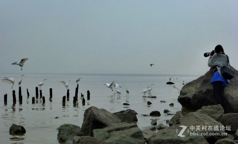 【深圳】清晨红树林观鸟