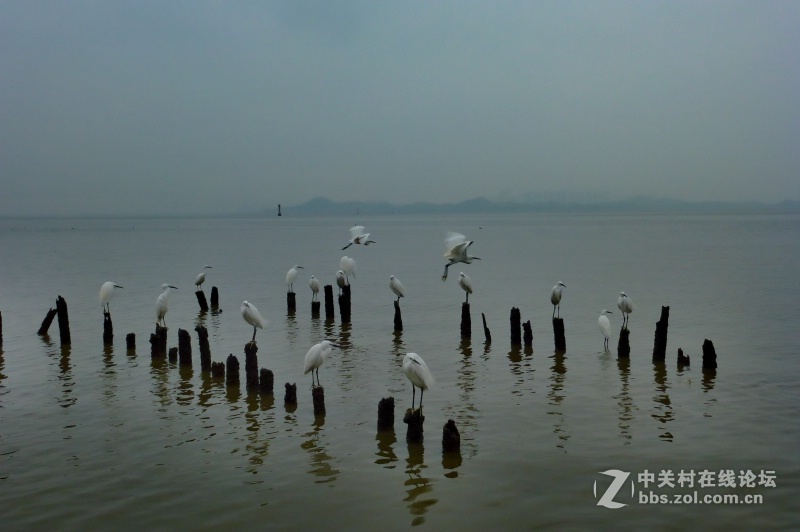 【深圳】清晨红树林观鸟