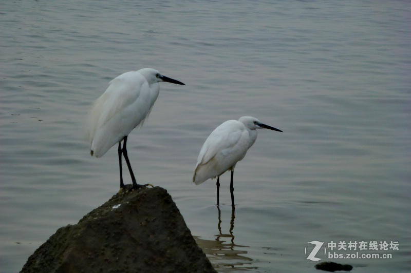 【深圳】清晨红树林观鸟