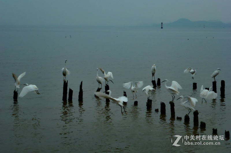 【深圳】清晨红树林观鸟