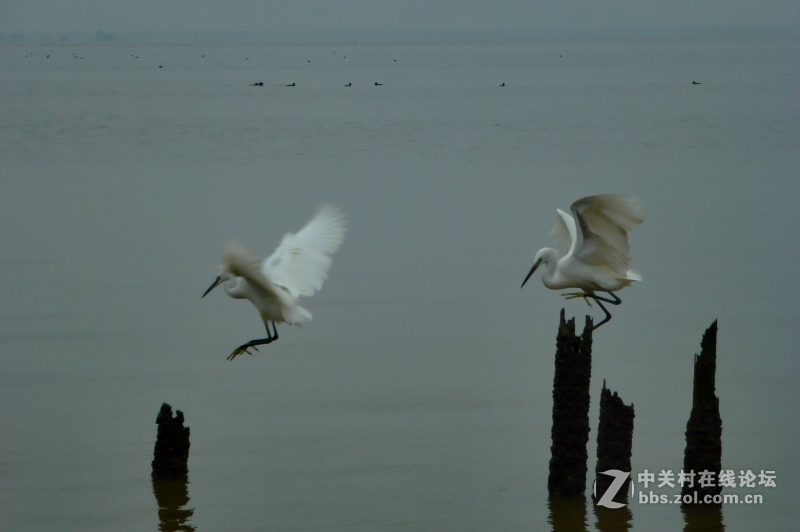 【深圳】清晨红树林观鸟