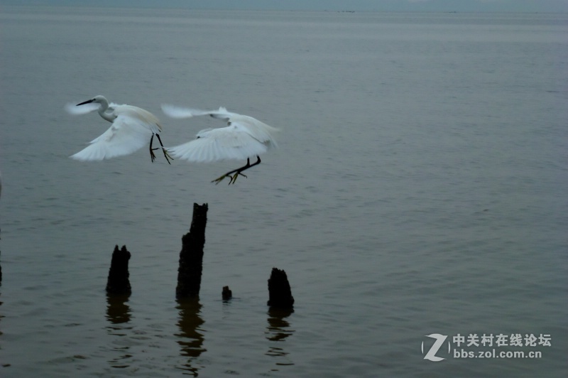 【深圳】清晨红树林观鸟