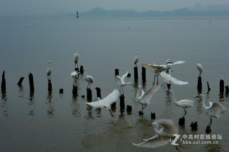 【深圳】清晨红树林观鸟