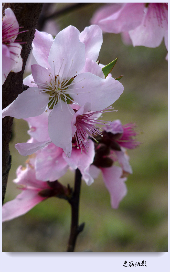 春日小记--桃花朵朵开