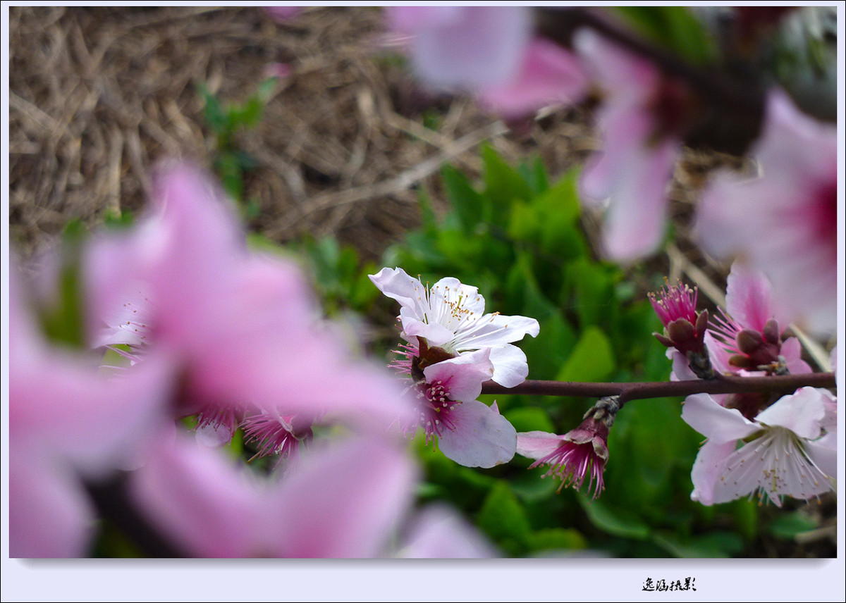 春日小记--桃花朵朵开