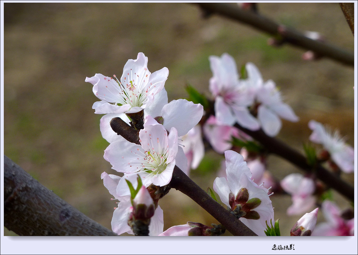 春日小记--桃花朵朵开