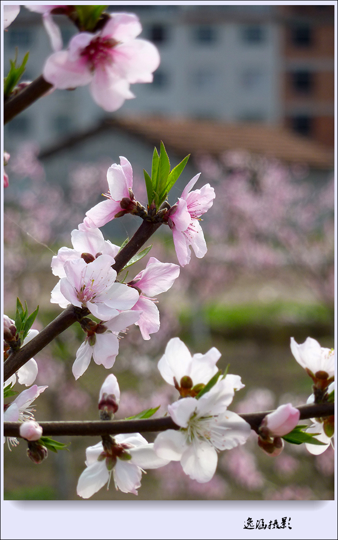 春日小记--桃花朵朵开
