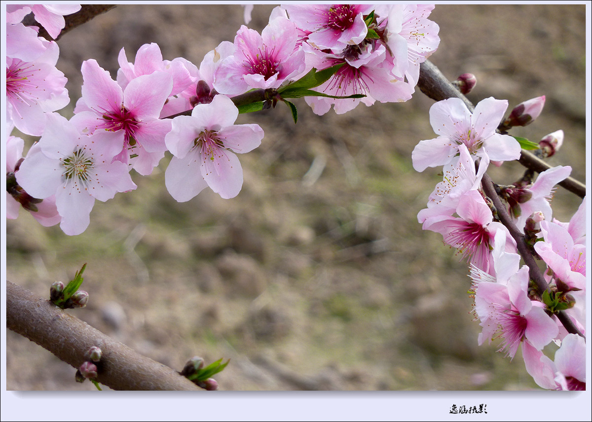 春日小记--桃花朵朵开