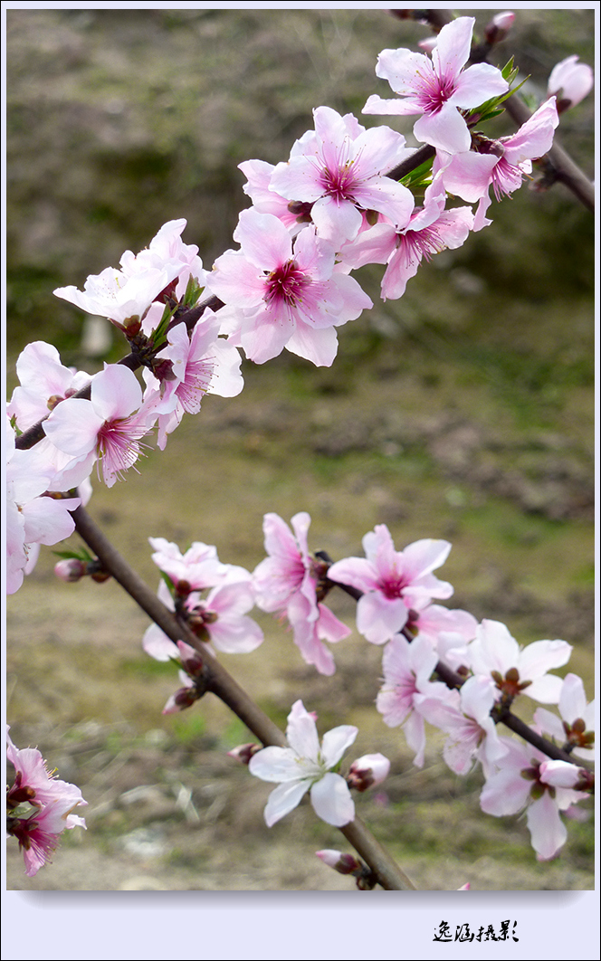 春日小记--桃花朵朵开