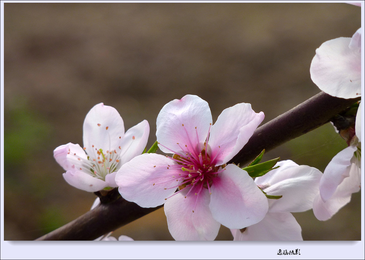春日小记--桃花朵朵开