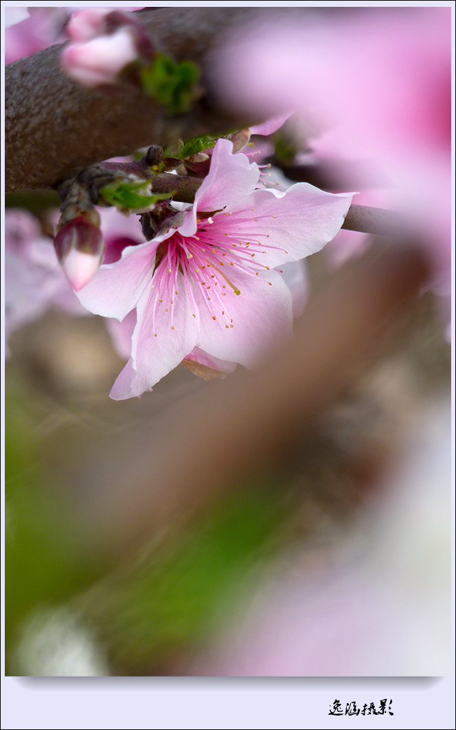 春日小记--桃花朵朵开