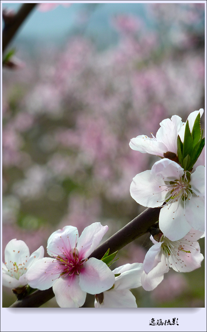 春日小记--桃花朵朵开