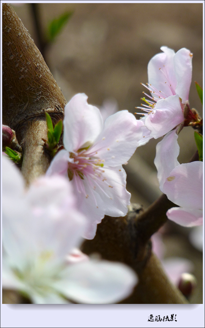 春日小记--桃花朵朵开