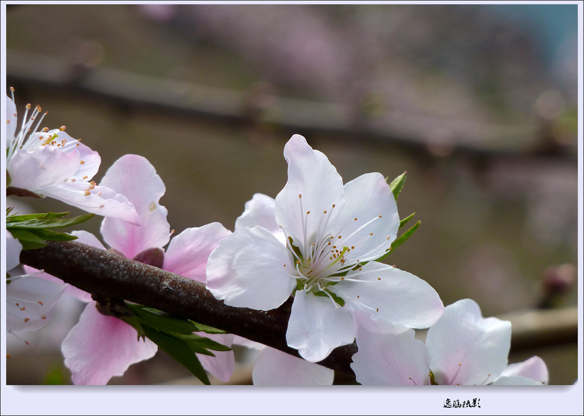 春日小记--桃花朵朵开