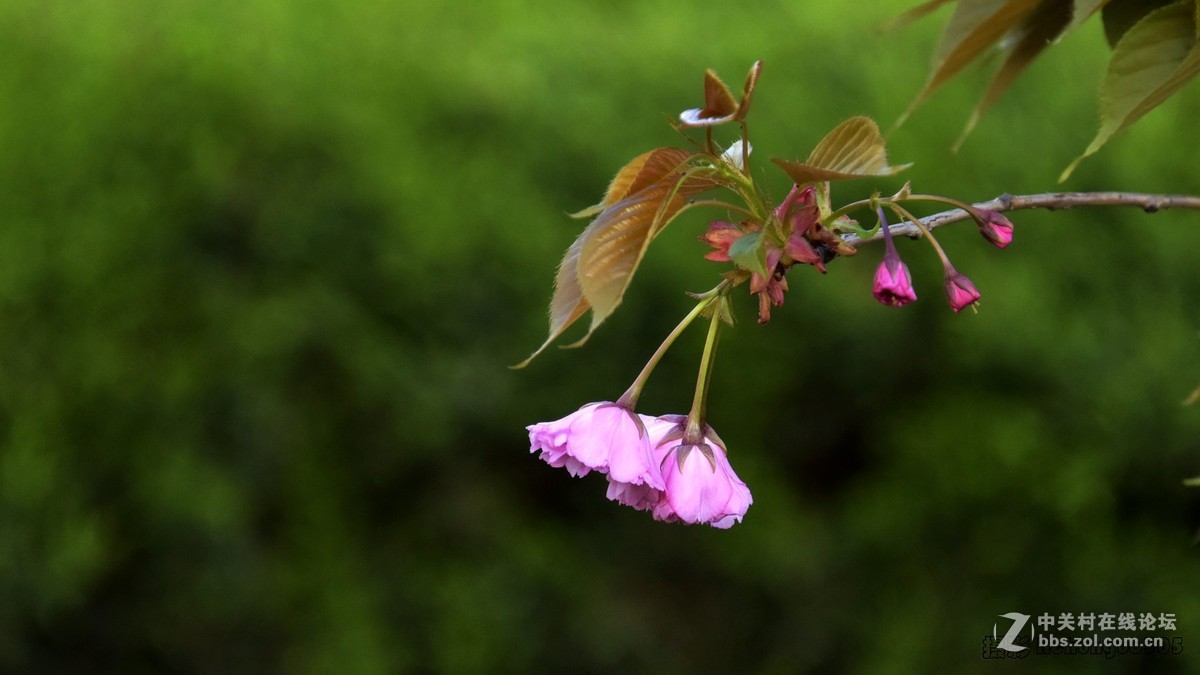 雀躍花枝