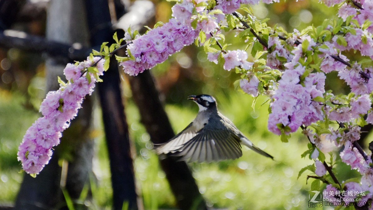 雀躍花枝