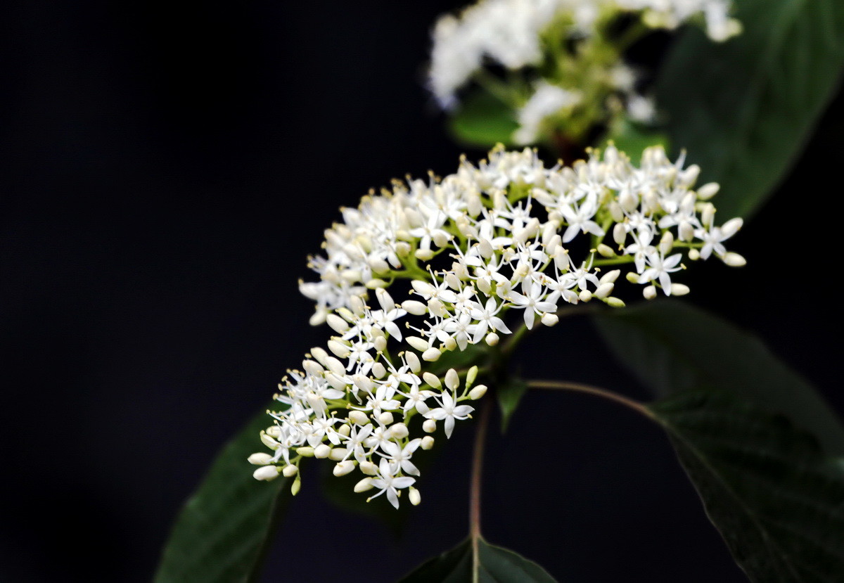 小白花