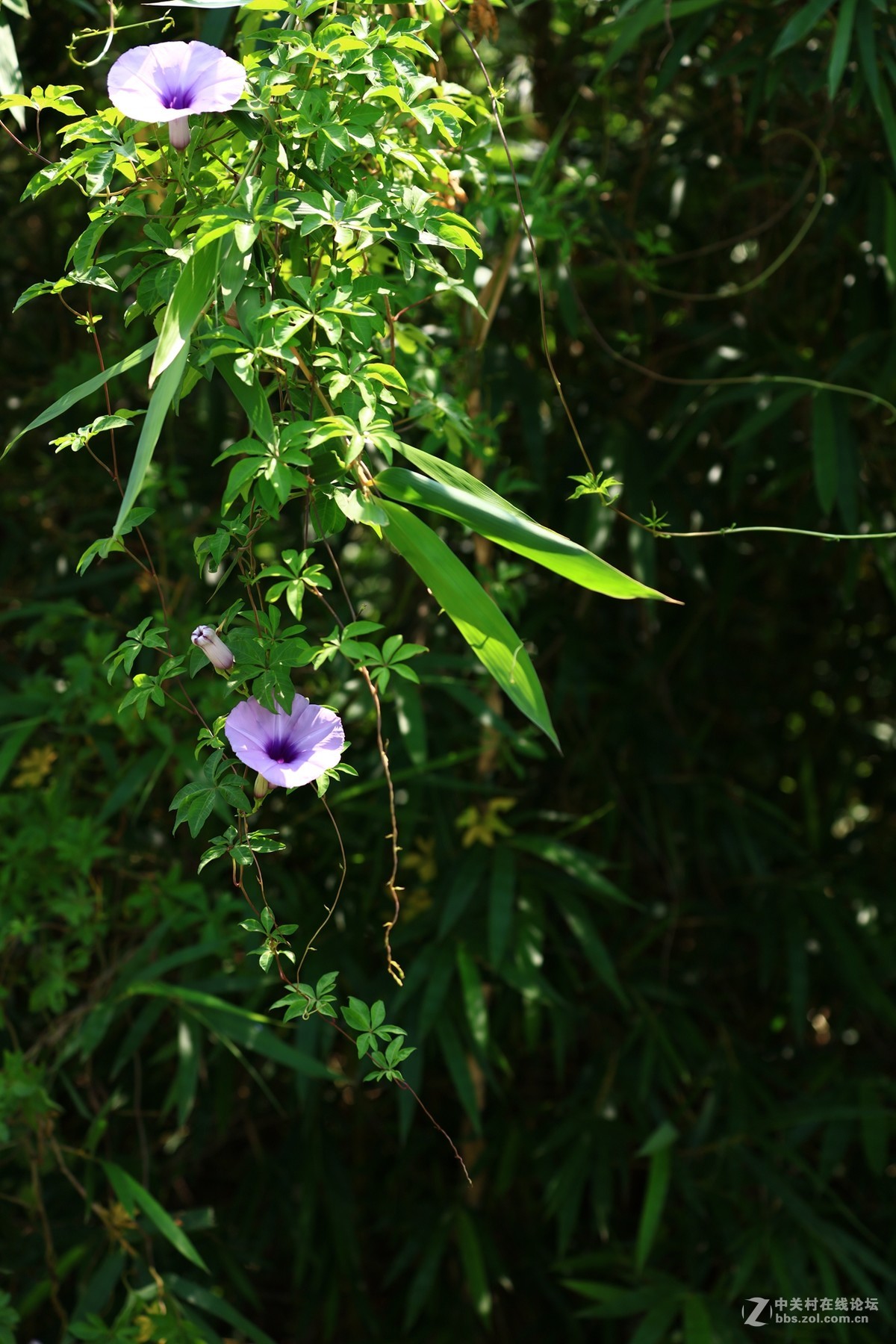 小小牵牛花开满竹篱笆