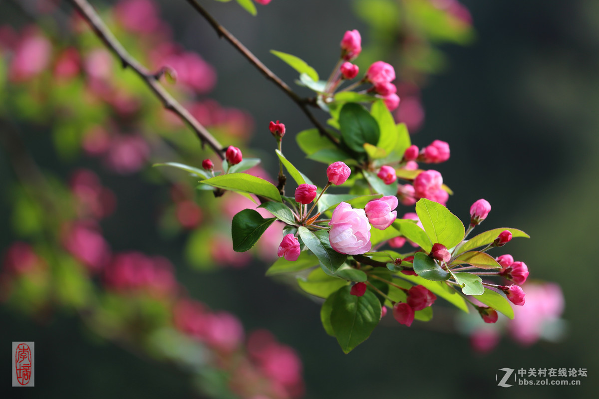 #佳能月赛-与佳能一起去踏青#－－海棠放春
