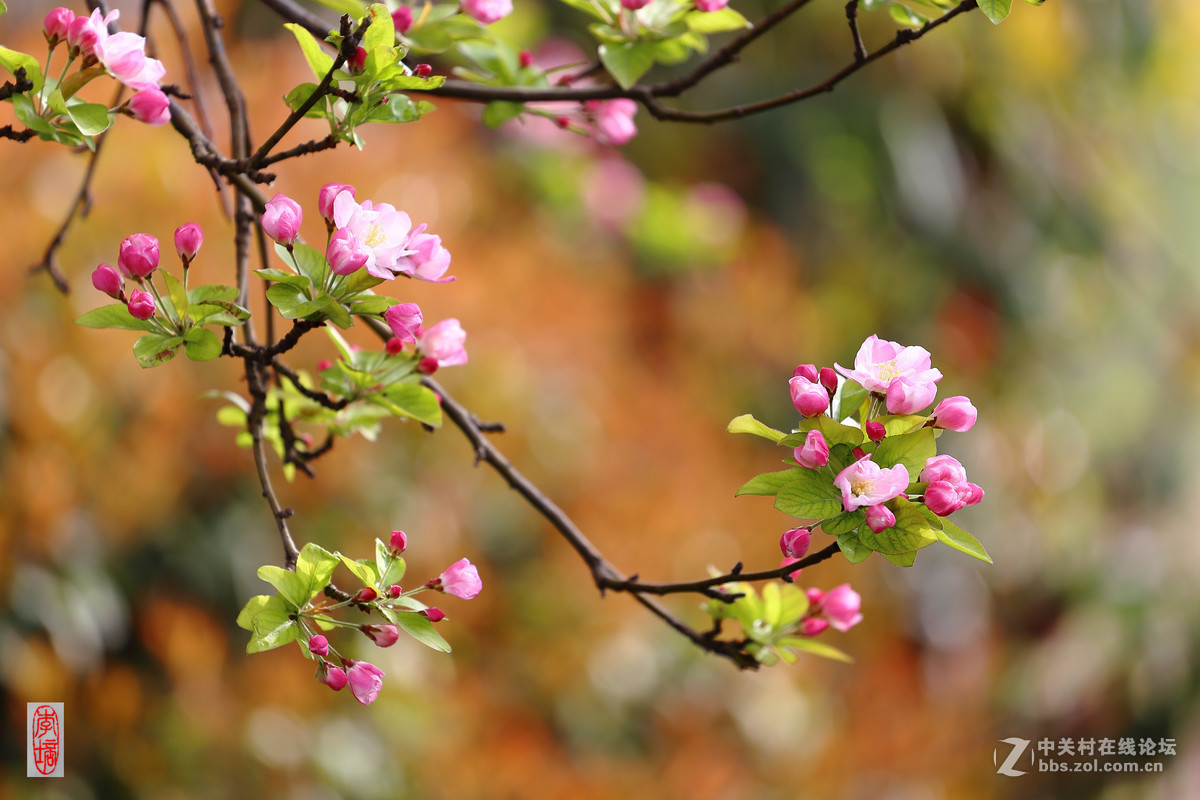 #佳能月赛-与佳能一起去踏青#－－海棠放春