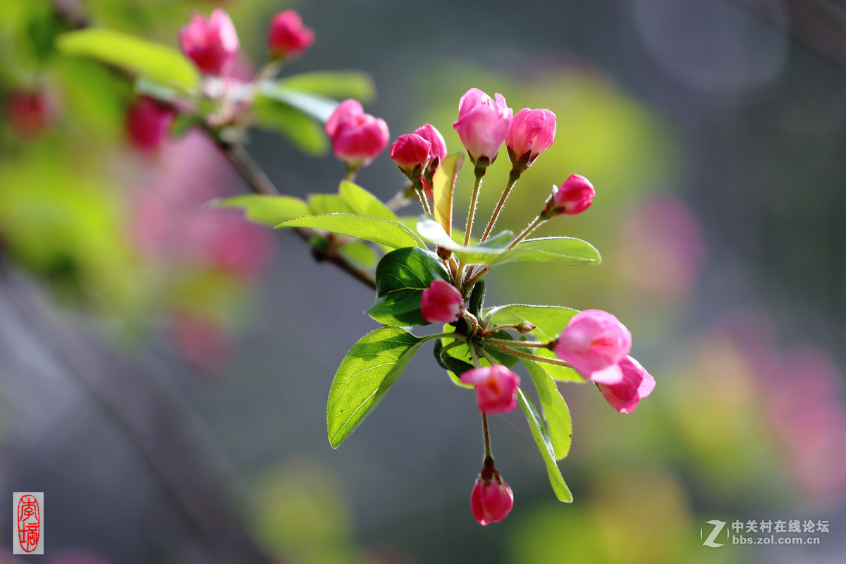 #佳能月赛-与佳能一起去踏青#－－海棠放春