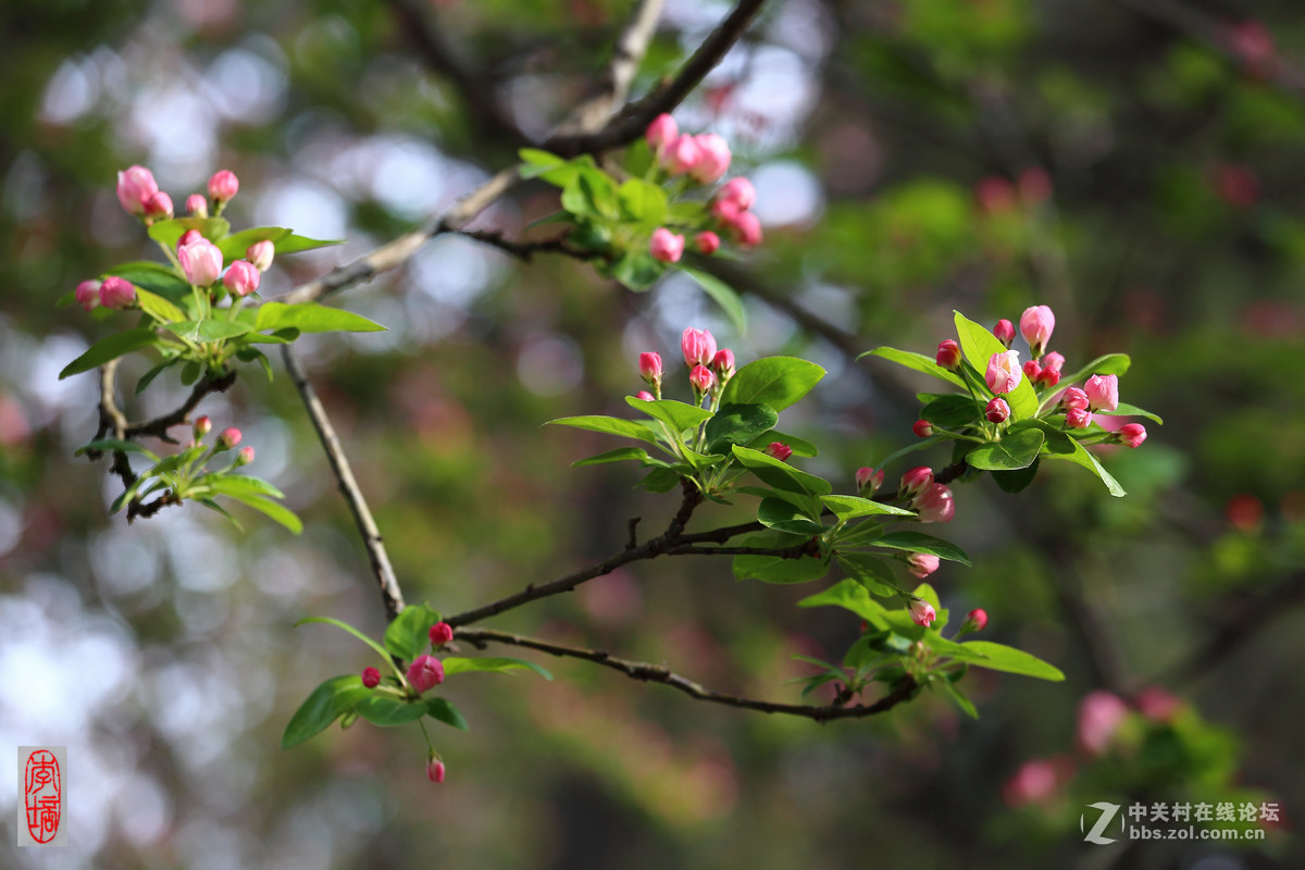 #佳能月赛-与佳能一起去踏青#－－海棠放春