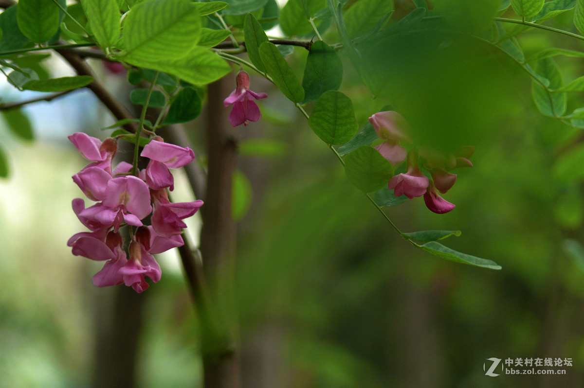 红槐花     2