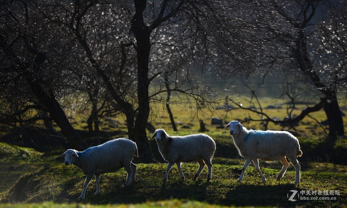 关山那个秋..........