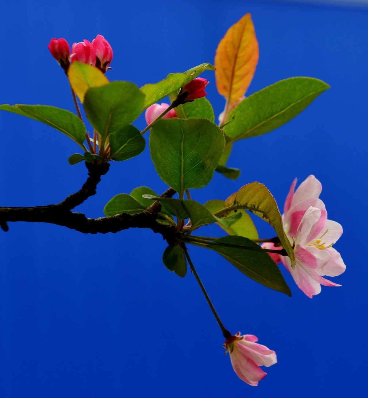 漂亮鲜艳海棠花-中关村在线摄影论坛