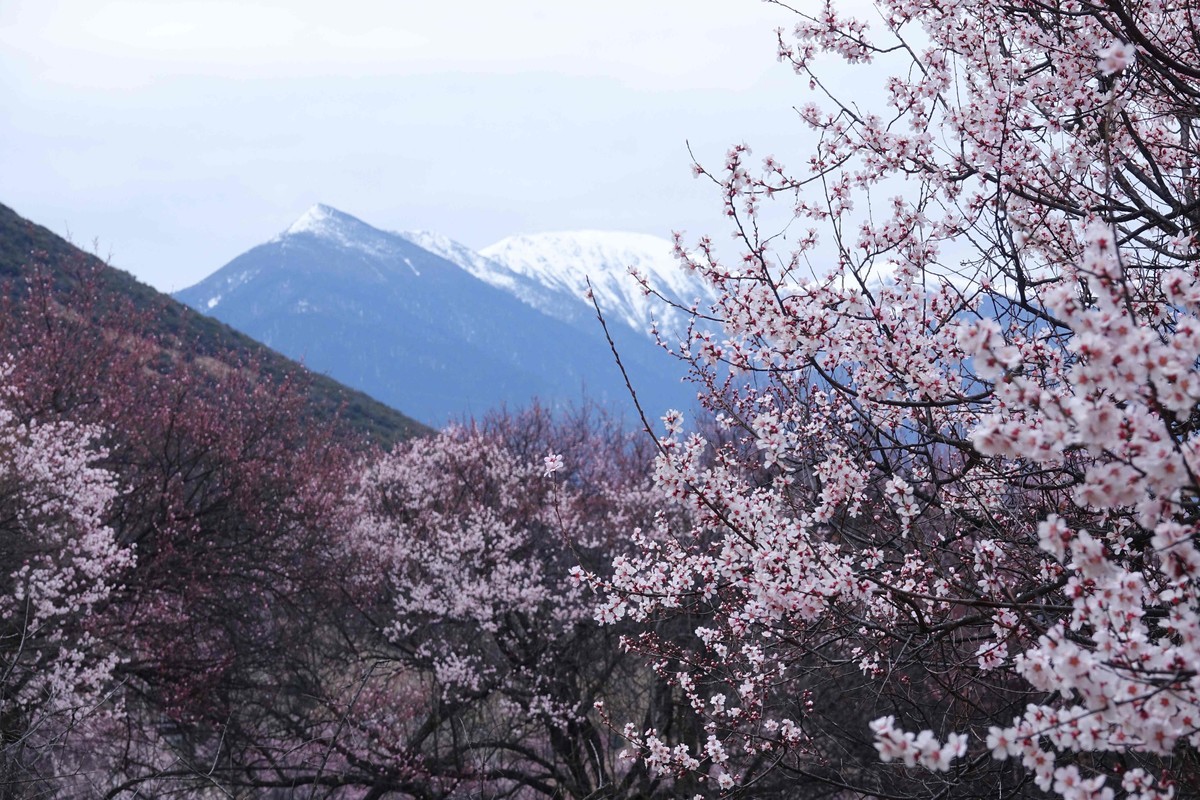 桃花时节游西藏