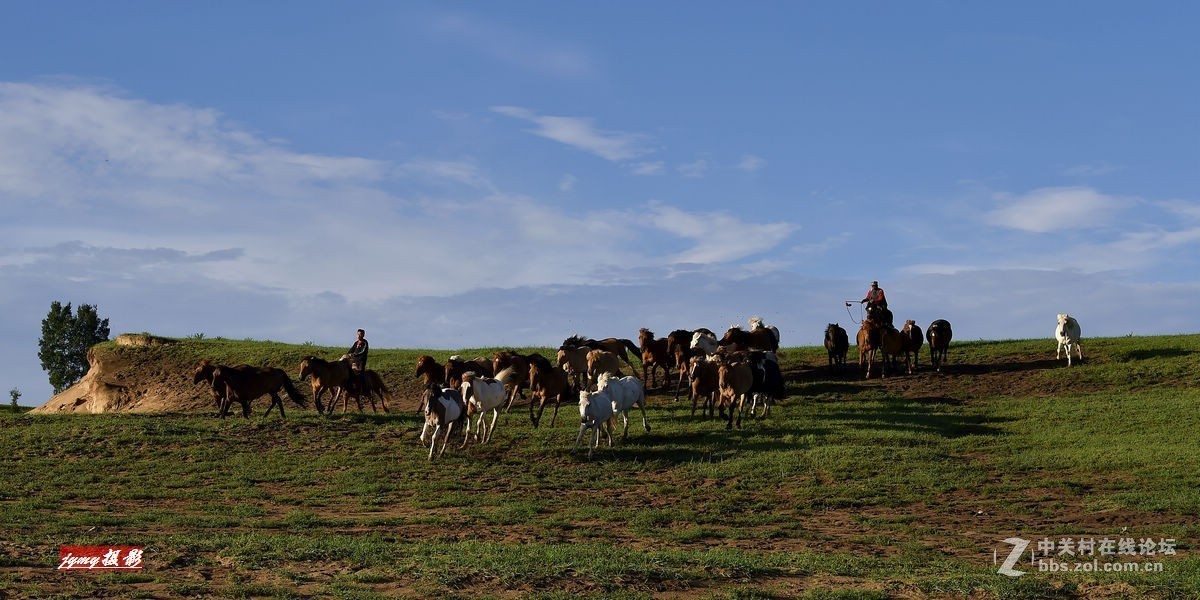 请假帖——奔驰在草原上的骏马