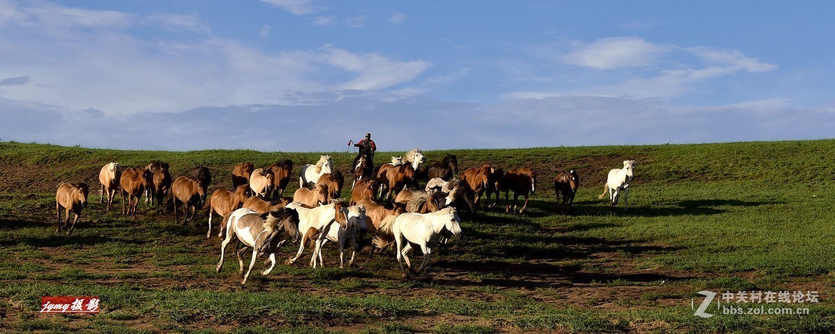 请假帖——奔驰在草原上的骏马