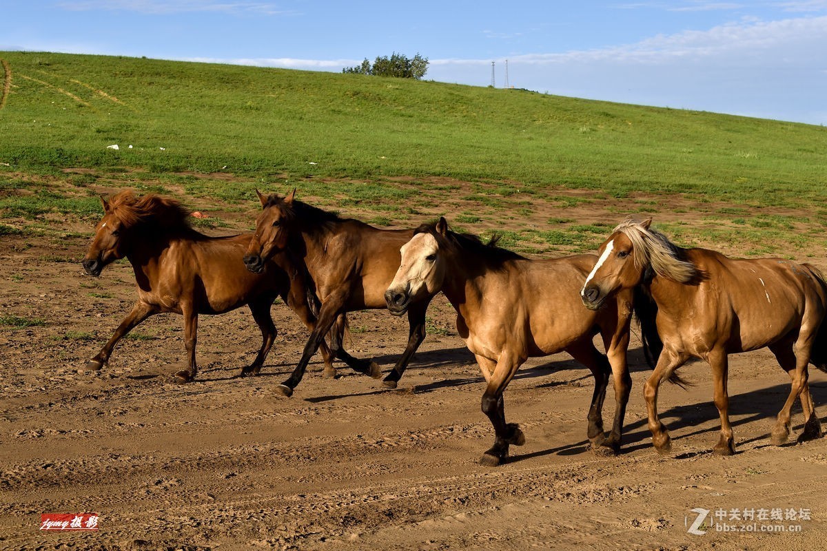 请假帖——奔驰在草原上的骏马
