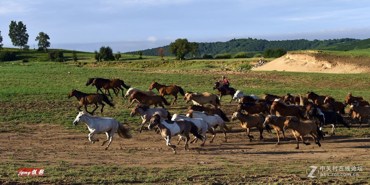 请假帖——奔驰在草原上的骏马