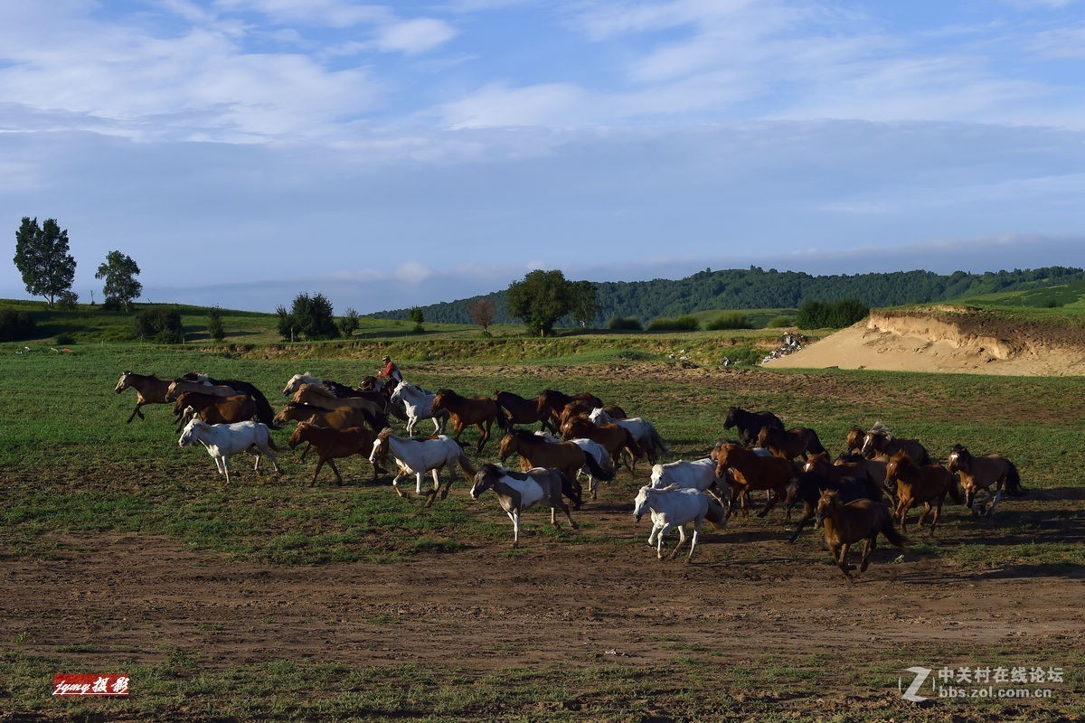 请假帖——奔驰在草原上的骏马