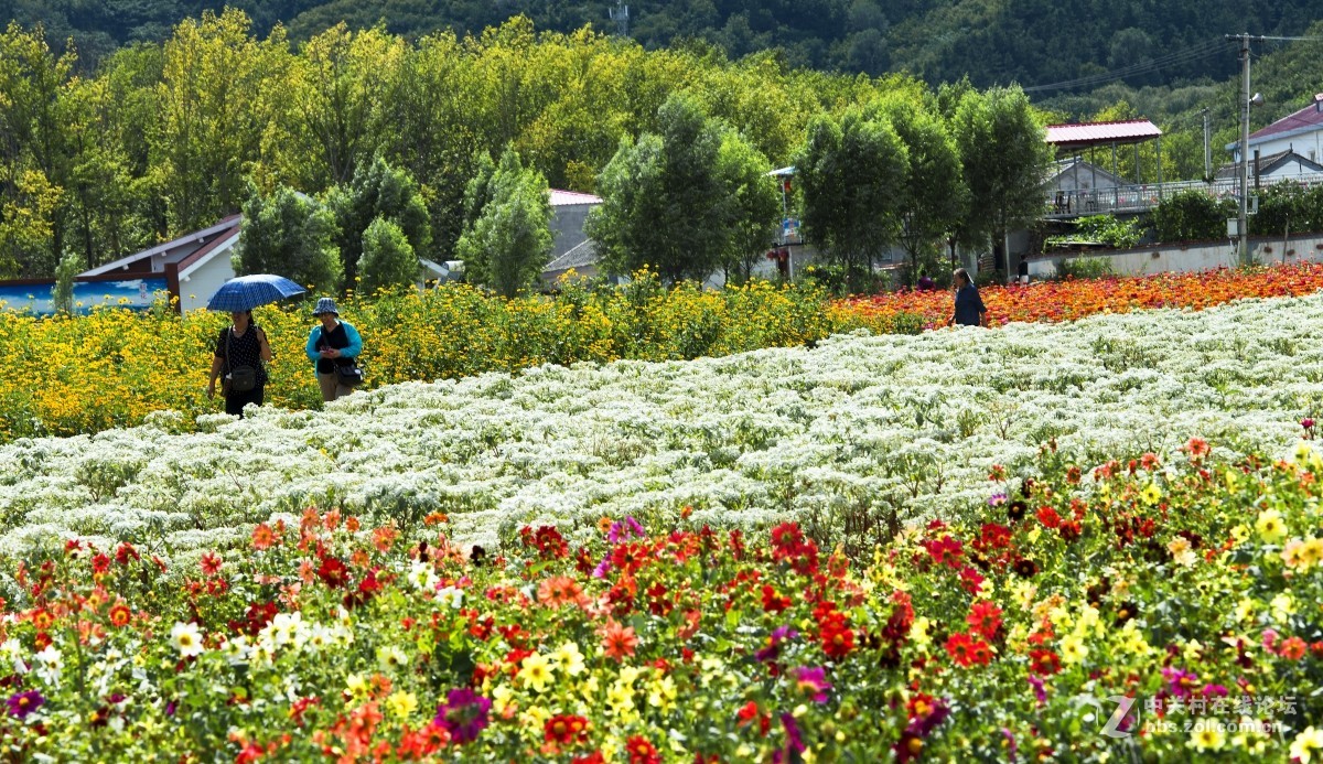 延慶四季花海