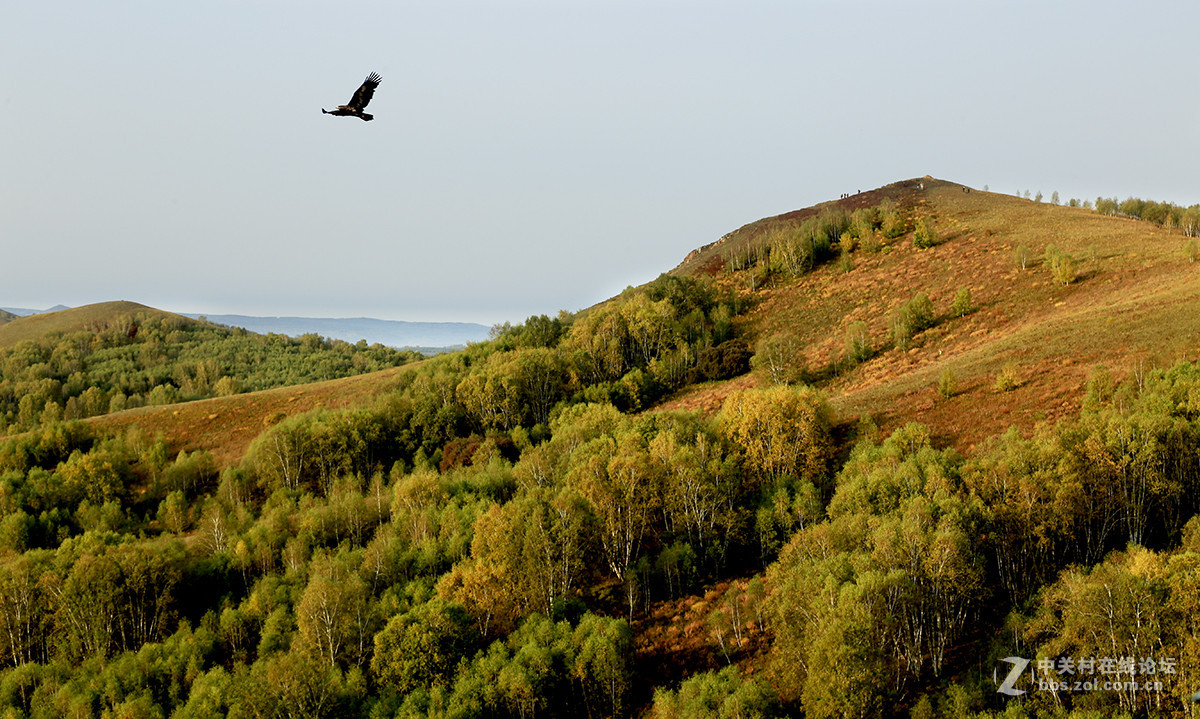 【坝上行】之八  草原雀鹰任翱翔