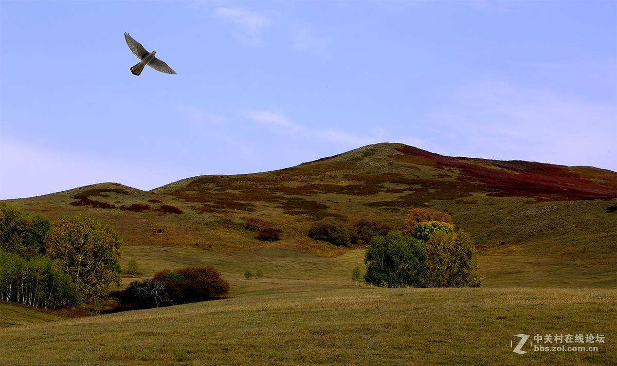 【坝上行】之八  草原雀鹰任翱翔