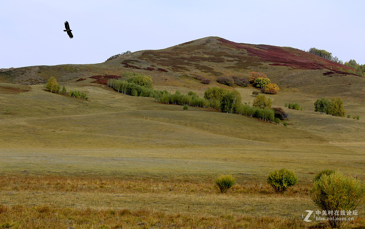 【坝上行】之八  草原雀鹰任翱翔