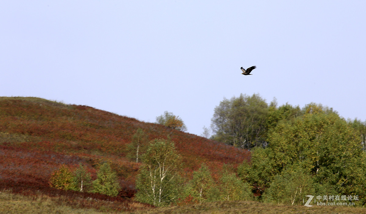【坝上行】之八  草原雀鹰任翱翔