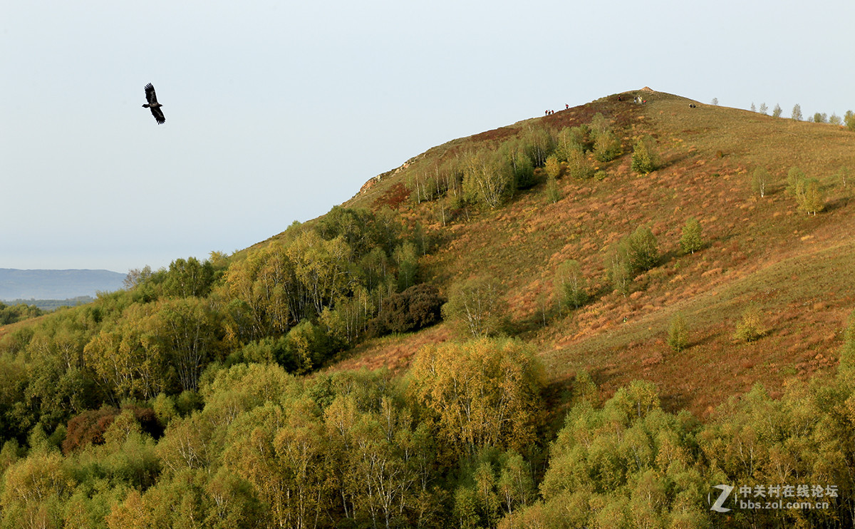 【坝上行】之八  草原雀鹰任翱翔