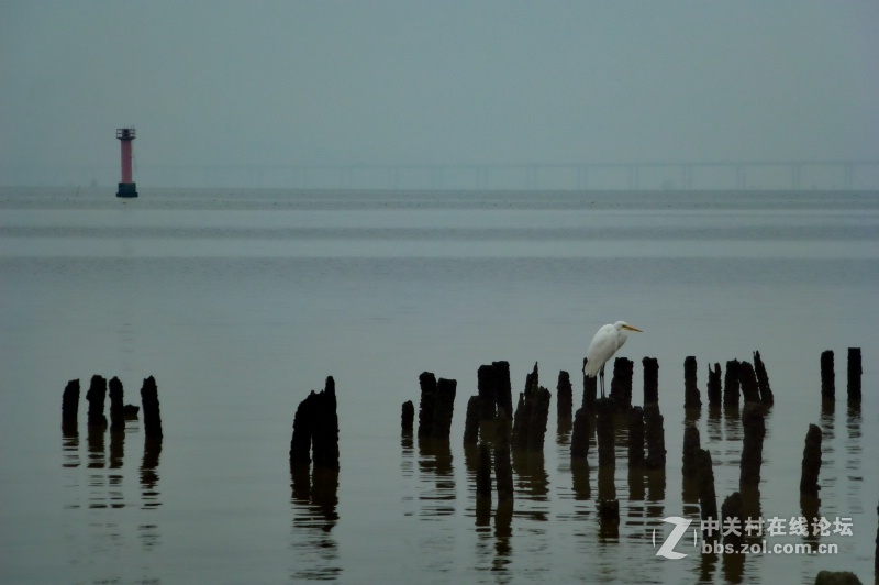 【深圳】清晨红树林观鸟