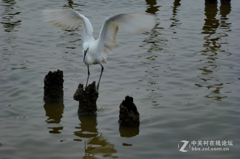 【深圳】清晨红树林观鸟
