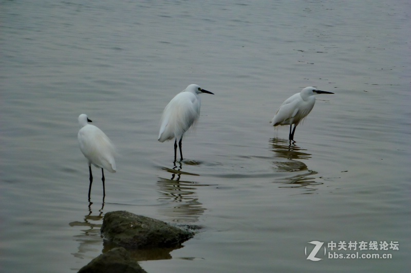 【深圳】清晨红树林观鸟