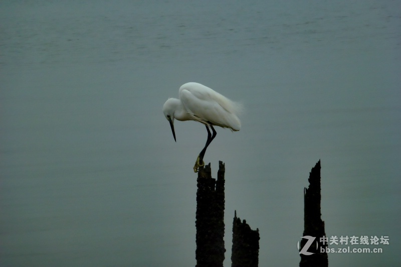 【深圳】清晨红树林观鸟