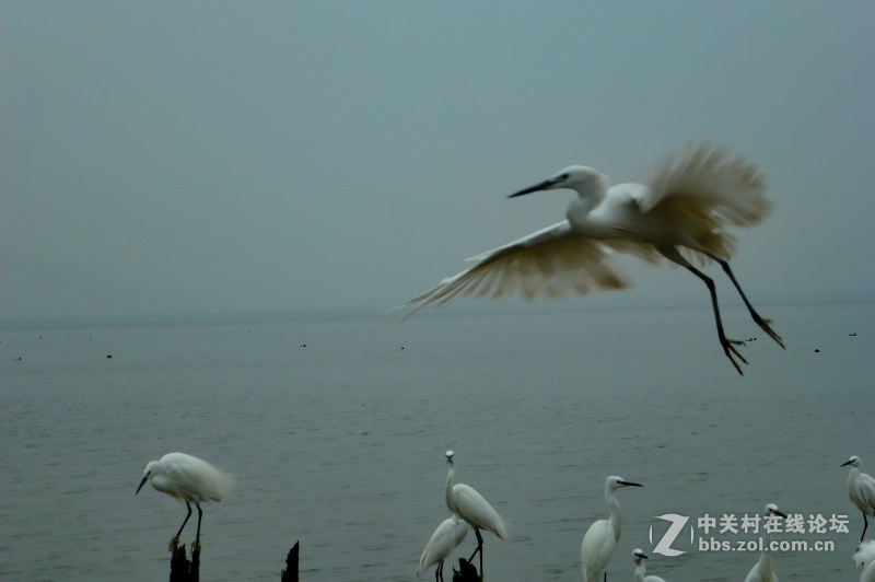 【深圳】清晨红树林观鸟