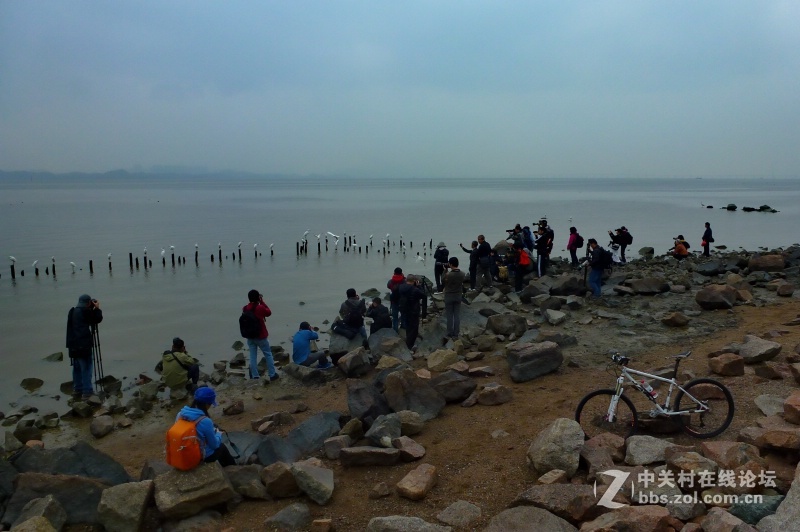 【深圳】清晨红树林观鸟