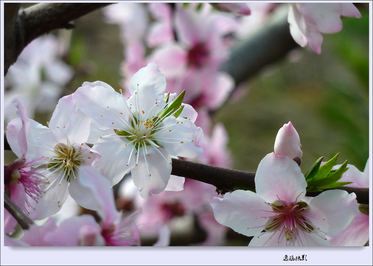 春日小记--桃花朵朵开