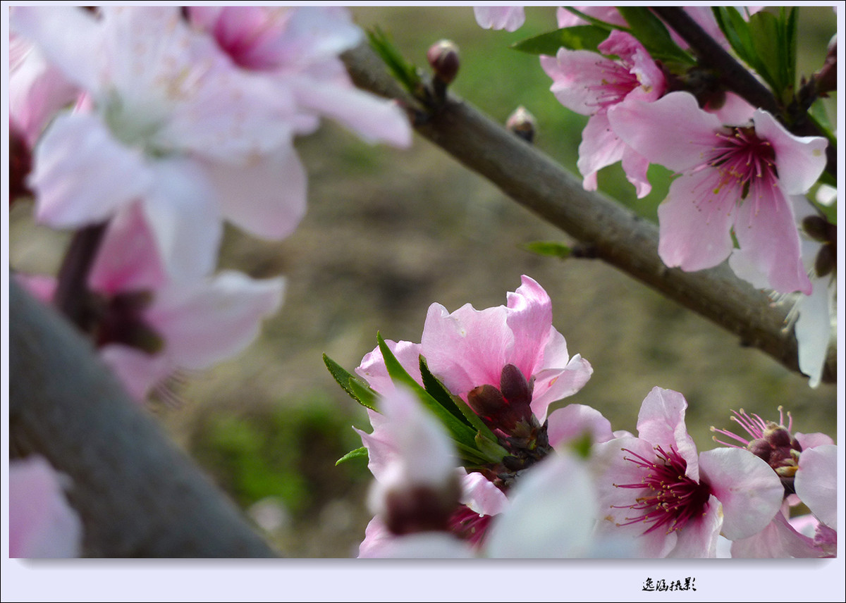 春日小记--桃花朵朵开