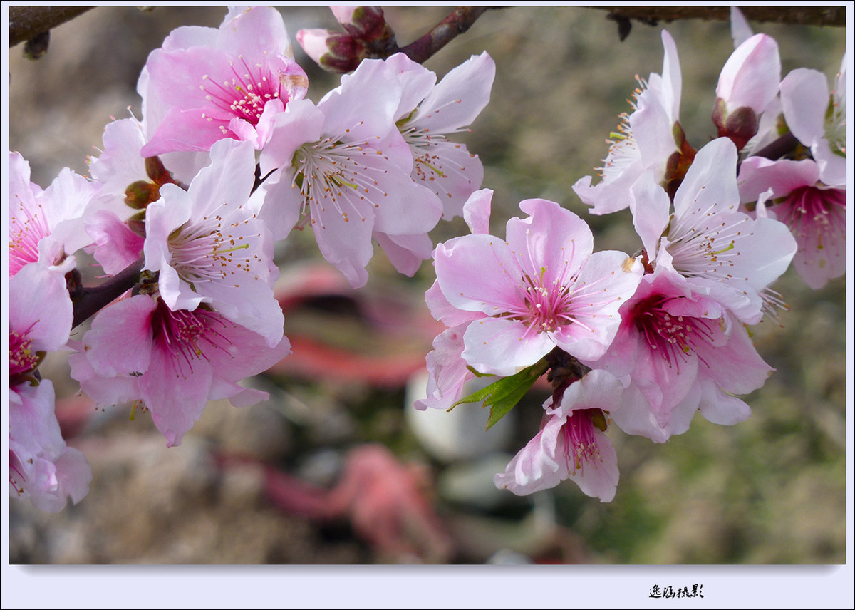 春日小记--桃花朵朵开